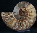 Gorgeous Polished Ammonite Pair - Agatized #8416-1